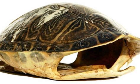 Turtle Without Shell Can A Turtle Live Without A Shell
