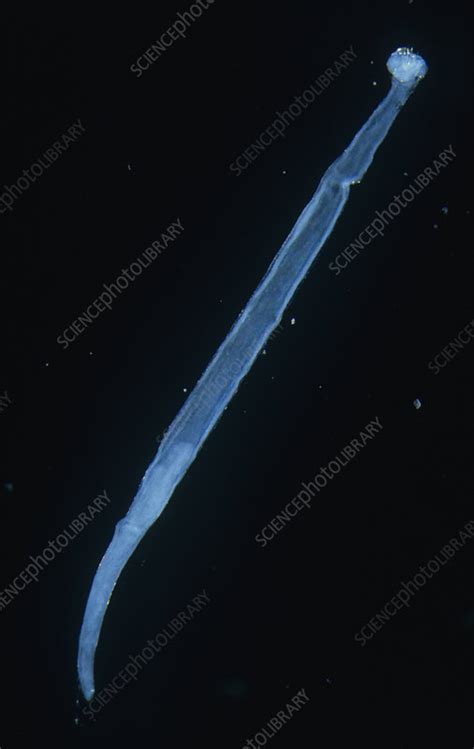 Arrow Worm Or Chaetognath Stock Image C0056074 Science Photo Library