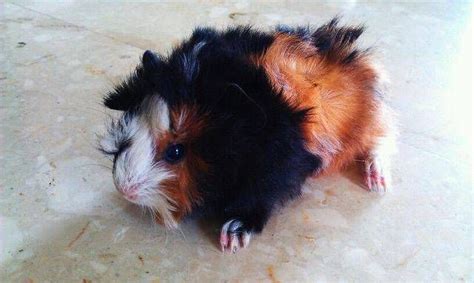 Cute 1 Month Old Male Baby Guinea Pigs For Sale 80 Neg For Sale