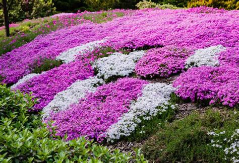 Best Ground Cover Plants You Can Pick For Your Backyard