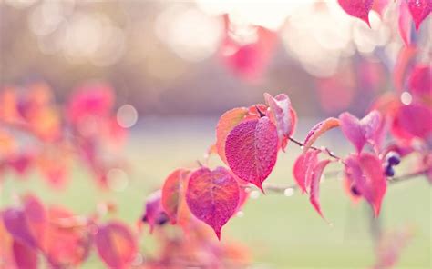 Pink Leaves Autumn Drops Dew Glare Wallpaper Nature