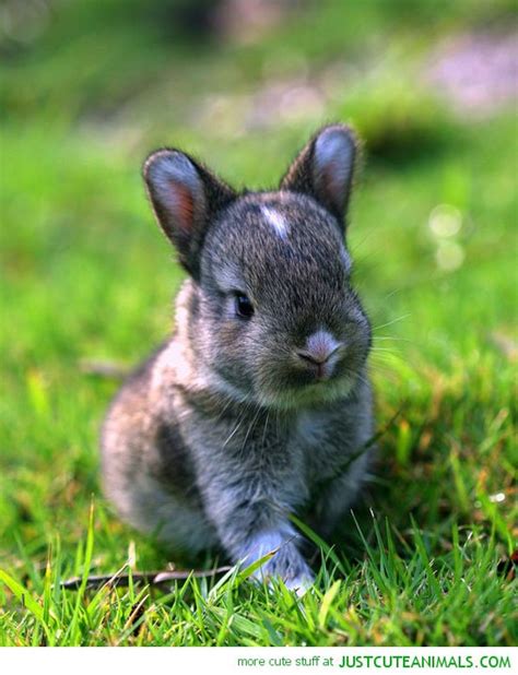 Cute Baby Bunnies Wallpaper Wallpapersafari