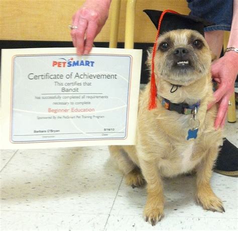 My Puppy Brother Graduated From Obedience School Today