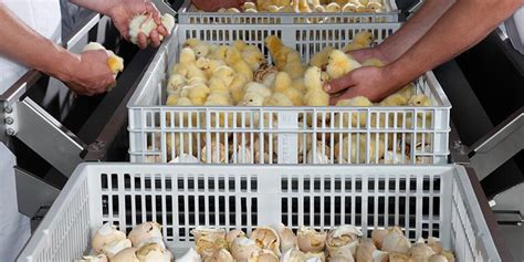Chick Take Off System Chick Handling Royal Pas Reform Integrated Hatchery Solutions