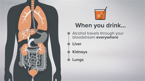 The Effect Of Alcohol On Your Body And When It Becomes Dangerous Wtol Com