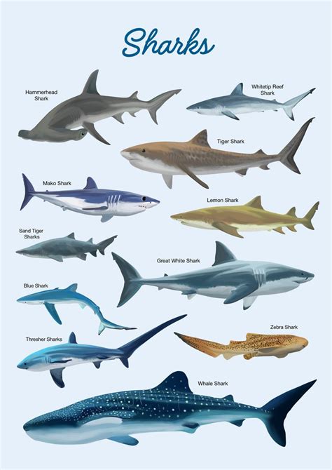 Sharks Poster Sharks Print Shark Species Shark Shark Nursery Decor
