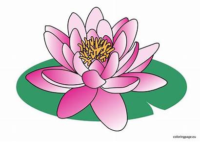Water Clipart Flower Lily Lilies Lilys Cartoon