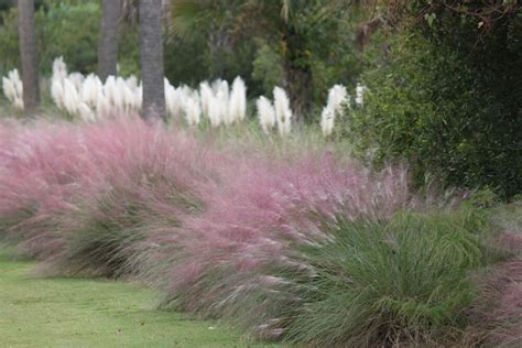 The Best Ornamental Grasses For Your Yard