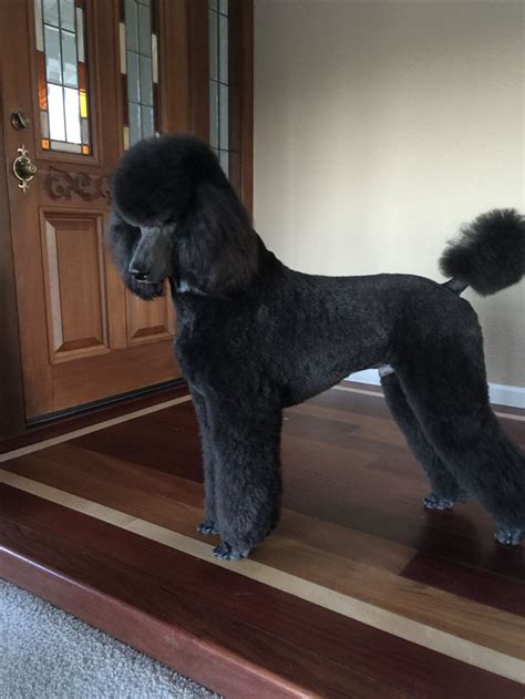 Black Poodle Doggy Poodle Poodle Grooming Poodle Haircut