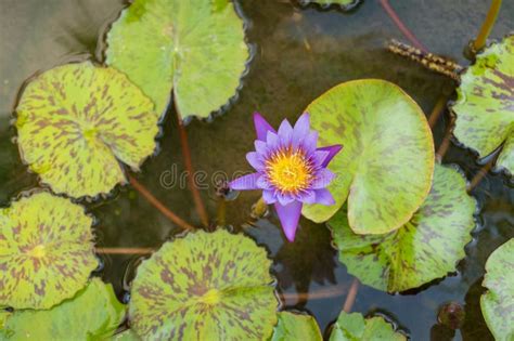Top View Of Purple Lotus Flower Floating In The Pond Stock Photo