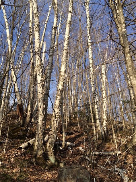 Growing A Birch Tree Wachtel Tree Science Newsletter