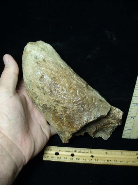 Triceratops Dinosaur Brow Horn Tip 110621b The Stones And Bones Collection