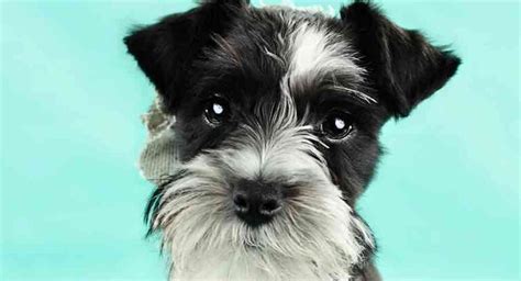 Parti Miniature Schnauzer Is It The Patchy Dog For You