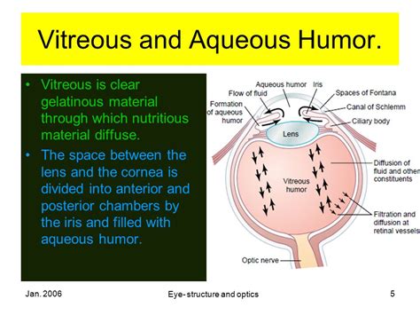 Aqueous Humor And Vitreous Humor Difference