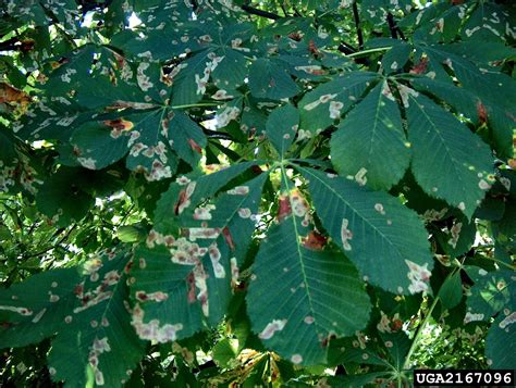 Horse Chestnut Problems Whats Wrong With My Horse Chestnut Tree