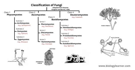 Classification Of Fungi