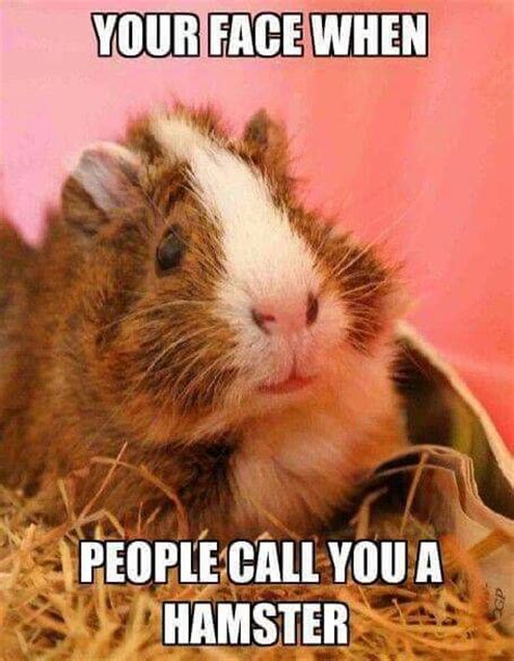 42 Best Guinea Pig Meme Board Images On Pinterest Guinea