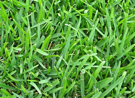 St Augustine Grass Info And Best Advice Wall Gc