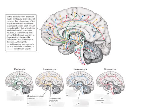 Neurotransmitter Pathways In The Brain Diagram Quizlet