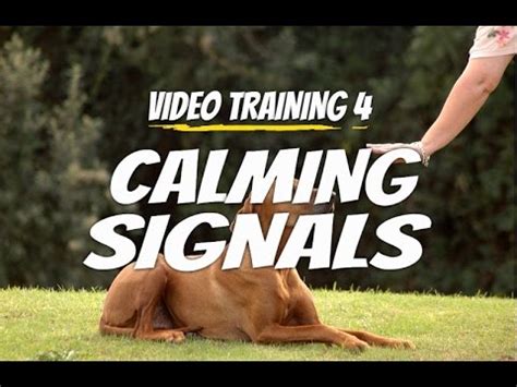 I have found that by truly understanding calming signals in dogs it has made me a much more. Dog Calming Signals | Perfect Execution - YouTube