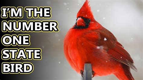 Northern Cardinal Facts The Red Birds Of North America Animal Fact