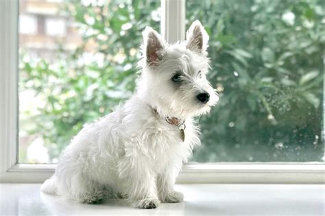 Todo Sobre El West Highland White Terrier Características