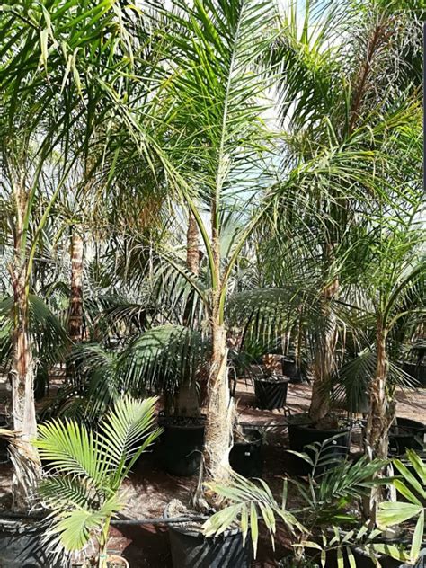 Queen palms - DISCUSSING PALM TREES WORLDWIDE - PalmTalk