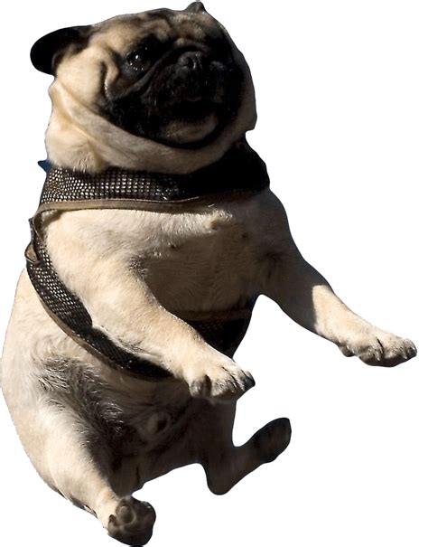 Cute Pug Png Image Hd Png All Png All