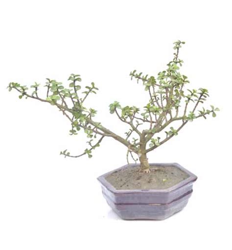 Buy Online Bonsai Tree Seed Gardening Accessories And Nursery Items