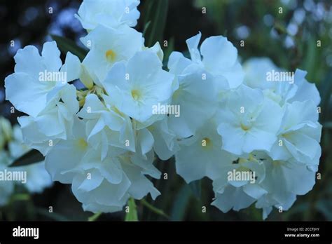 Beautiful White Flower Oleander Lat Nerium Oleander Stock Photo Alamy
