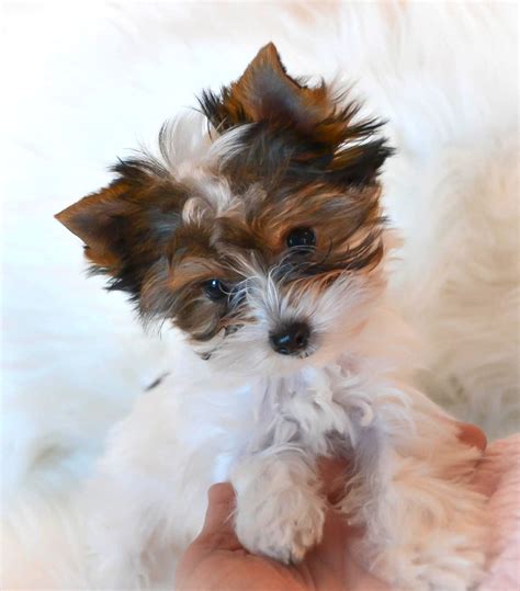 Parti Yorkie Puppies For Sale