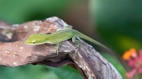 Green Anole Care Sheet Mypetreptiles