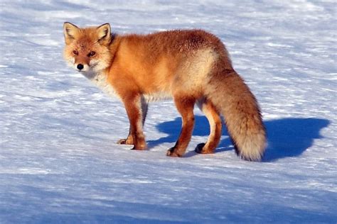 Shiretoko National Park Red Fox Shiretoko National Parks Wildlife