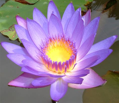 American lotus (nelumbo lutea), also known as yellow lotus and water chinquapin, is a north american species that produces yellow flowers equal in size to the indian lotus. Guided Meditation | Buddhist Meditation Retreats ...