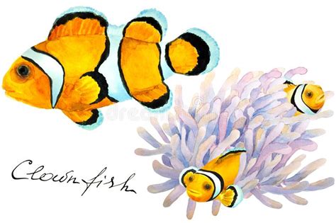 Anemone Clownfish Sea Stock Illustrations 723 Anemone Clownfish Sea