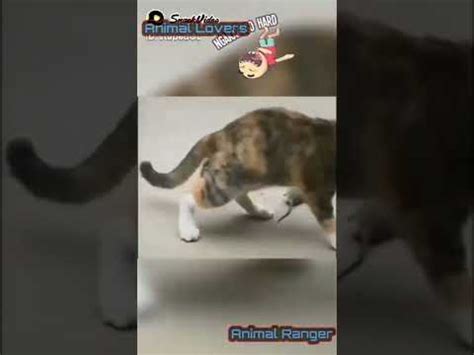 Tingkah Terlucu Kucing Gemoy Part 3 Shorts YouTube