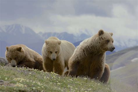 Selective Photo Of Three Brown Grizzlies On Mountain During Foggy Time