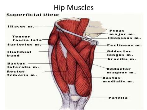 ppt hip muscles powerpoint presentation free download id 2019850