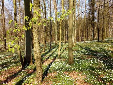 Frühling Im Buchenwald Foto And Bild Wald Bäume Frühling Bilder Auf