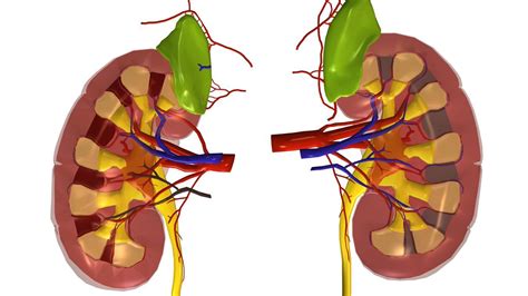 The main organ involved in this is the kidneys. What Is the Main Function of the Excretory System ...