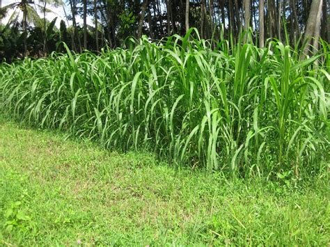 BLOG PERTANIAN: CARA TANAM RUMPUT GAJAH