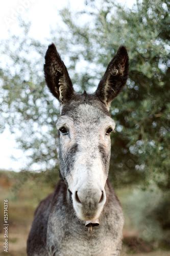 Portrait Of A Funny Donkey With Big Ears Buy This Stock Photo And