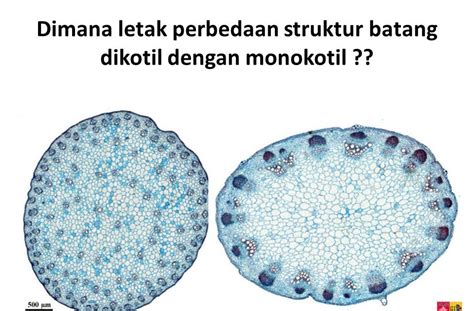 Perhatikan Struktur Anatomi Daun Dikotil Berikut Hot Sex Picture