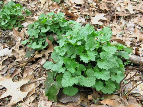 We have been struggling to get this highly invasive garlic mustard became so dense in the brown nature reserve that we were reluctant to pull it wouldn't it be great if nature offers a way to rid our region of an invasive plant that has been. GeoEcology: Get rid of garlic mustard, now