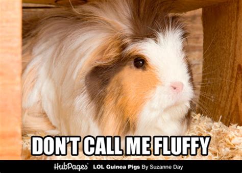 Funny Guinea Pig Photos And Cavy Memes Lol Guinea Pigs Lolguineapigs