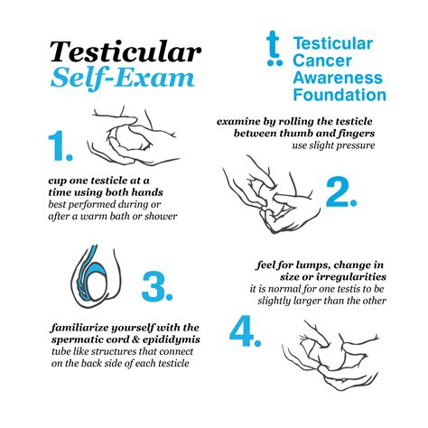 Testicular Self Exam Diagram