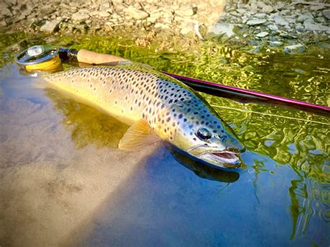 Improve your fly fishing today with these tips