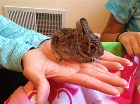 Wild Baby Bunny Found In The Backyard Wild Baby Baby Bunnies