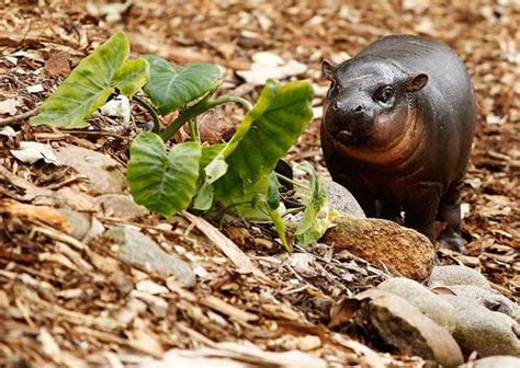 First Endangered Pygmy Hippo Born At San Diego Zoo In Three Decades