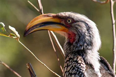 Top 34 African Birds A Safari Photo Guide